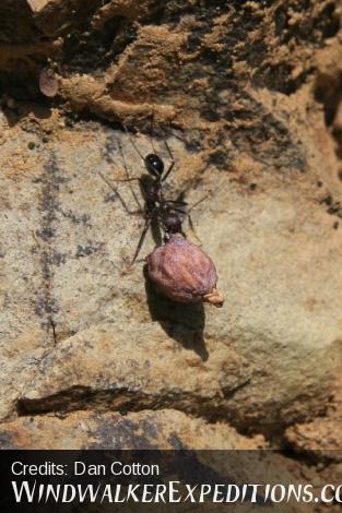 The Ant and the Juniper Berry