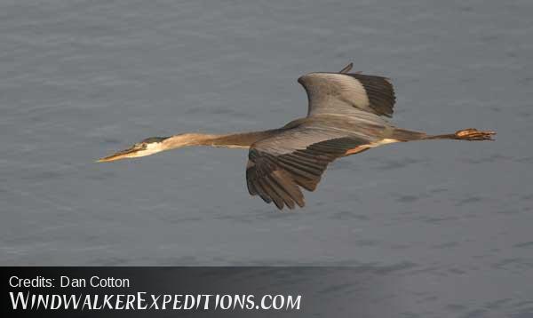 Great Blue Heron, Apache Lake AZ, Superstition Loop, Apache Trail.