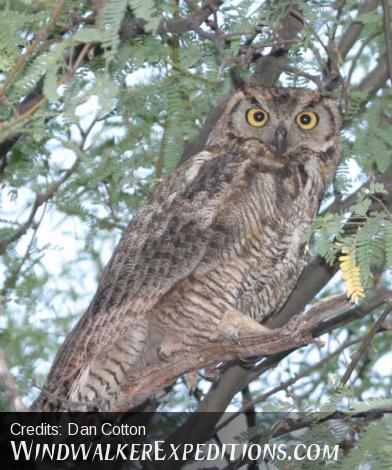 Great Horned Owl