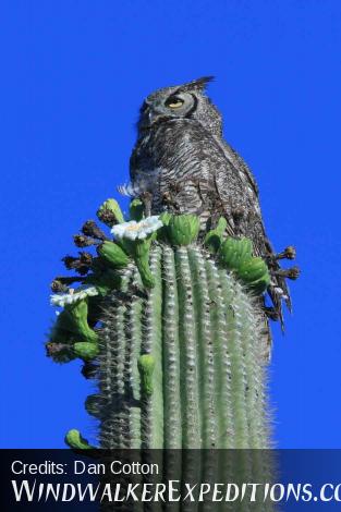 Great Horned Owl perch hunting on ripening Saguaro Fruits