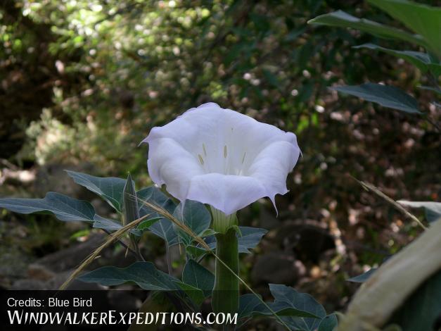 Look but don't eat Sacred Datura