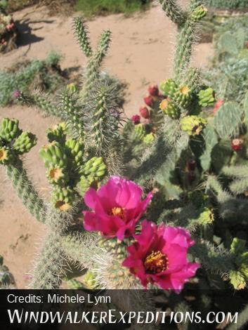 Stag horn cholla flower