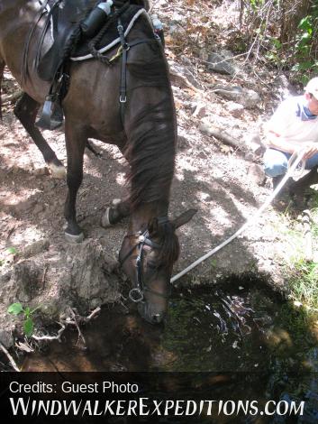 Watering hole