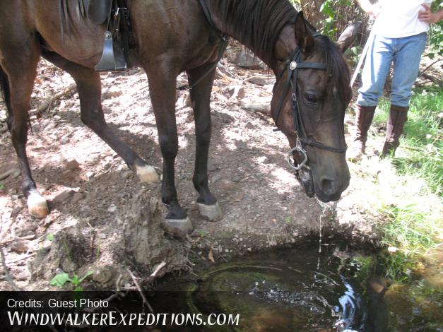 Horse drinking water