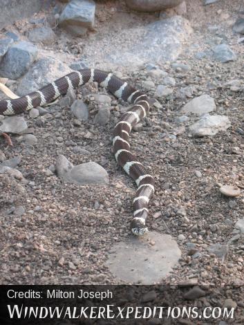 California King Snake