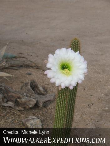 Night Bloomer