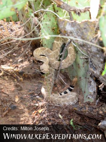 Arizona Diamondback ready to strike