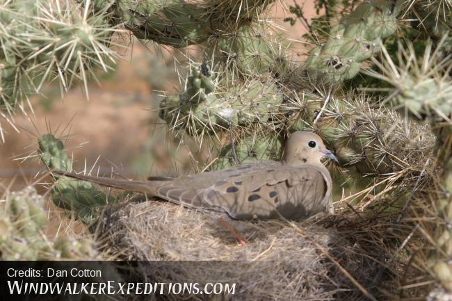 Nesting Dove in Chain Fruit Cholla Cactus