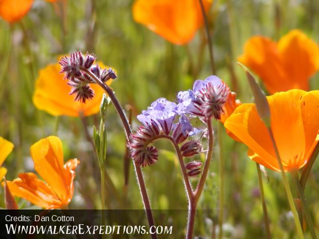 Arizona spring wildflowers Blue Phacelia and Mexican Poppy