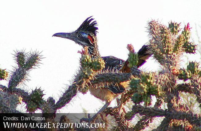 Road Runner in Staghorn Cholla cactus