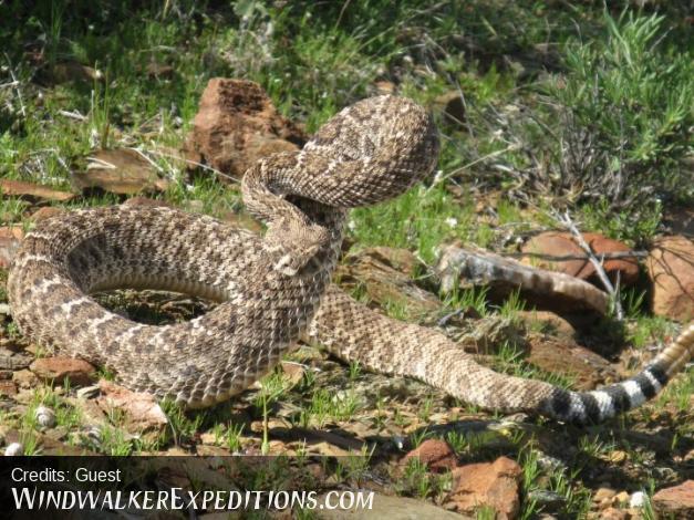 Rattlesnake