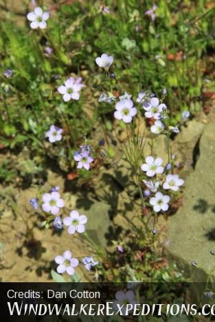 Wildflowers