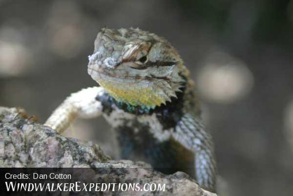 Purple Backed Spiney Lizard