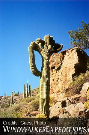 Crested Saguaro