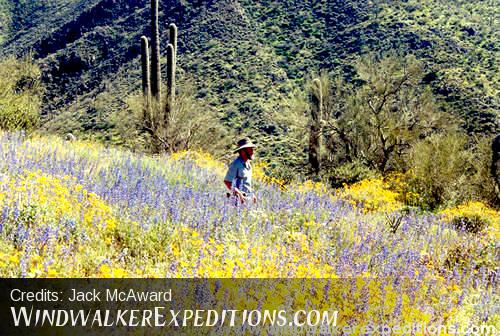 Prospector in flowers