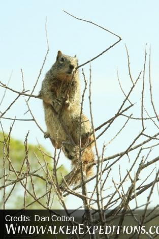 Squirrel on Cat Claw plant