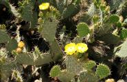 Prickly Pear cactus flowers