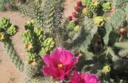 Stag horn cholla flower